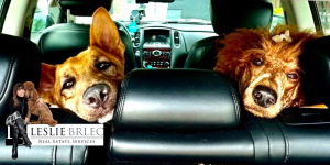 Two dogs sitting in the backseat of a car, looking forward.