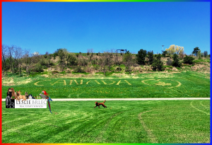 A dog runs on a green field during a sports event with spectators in the background.